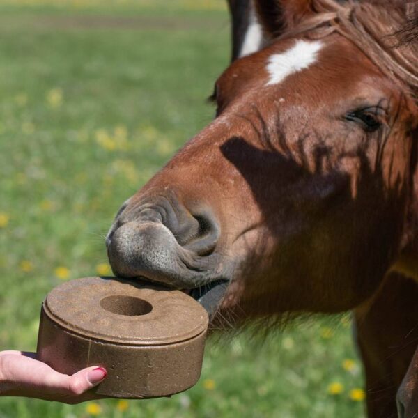 Naturalna lizawka dla koni z nasionami czarnuszki - poprawia trawienie