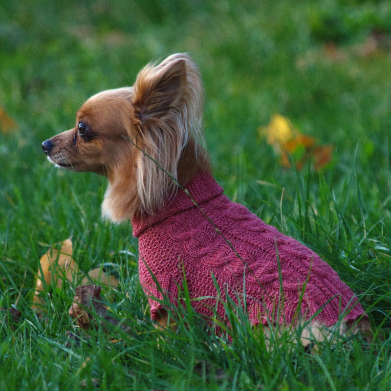 Sweterek z delikatnej wełny dla psa lub kota sfinksa