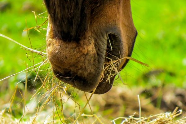 Jak karmić konie wyczynowe